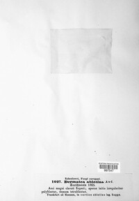 Image of Pezicula abietina